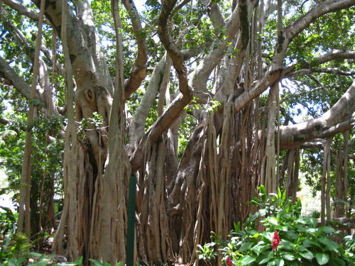 stiati_ca_banyan
